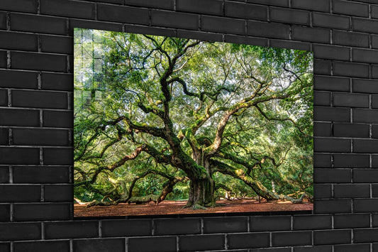 Angel Oak Tree Garden UV Direct Aluminum Print Australian Made Quality