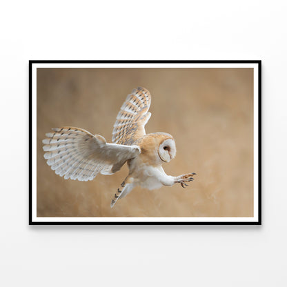 White & Beige Barn Owl Flying Home Decor Premium Quality Poster Print Choose Your Sizes