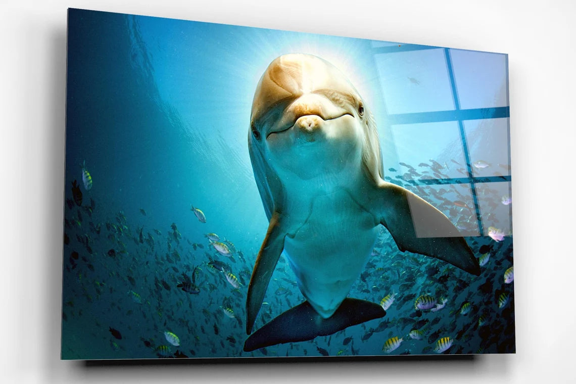 Dolphin In The Ocean Acrylic Glass Print Tempered Glass Wall Art 100% Made in Australia Ready to Hang