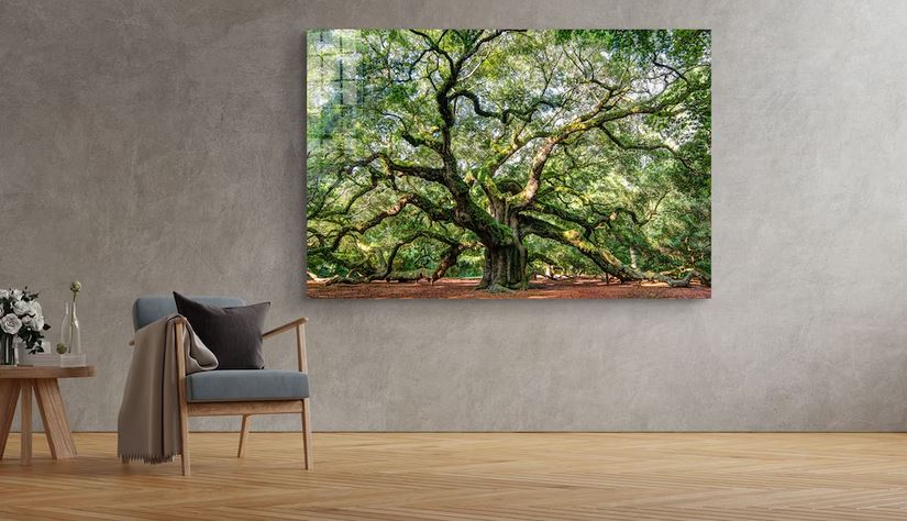 Angel Oak Tree Garden UV Direct Aluminum Print Australian Made Quality