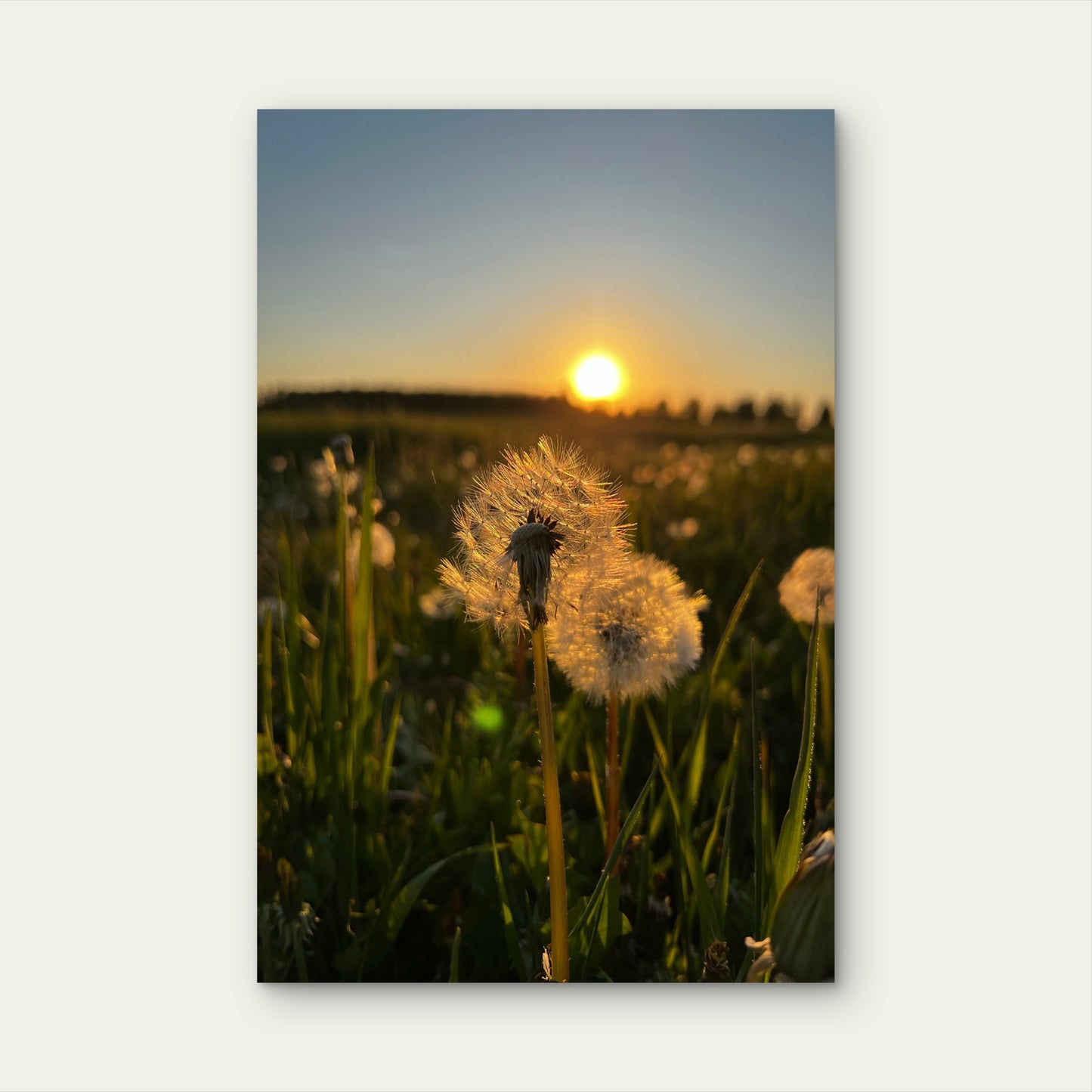 Dandelion Flower Fused With Sunset 60x90cm Metal Print Ready to Hang - Bella Home Decor