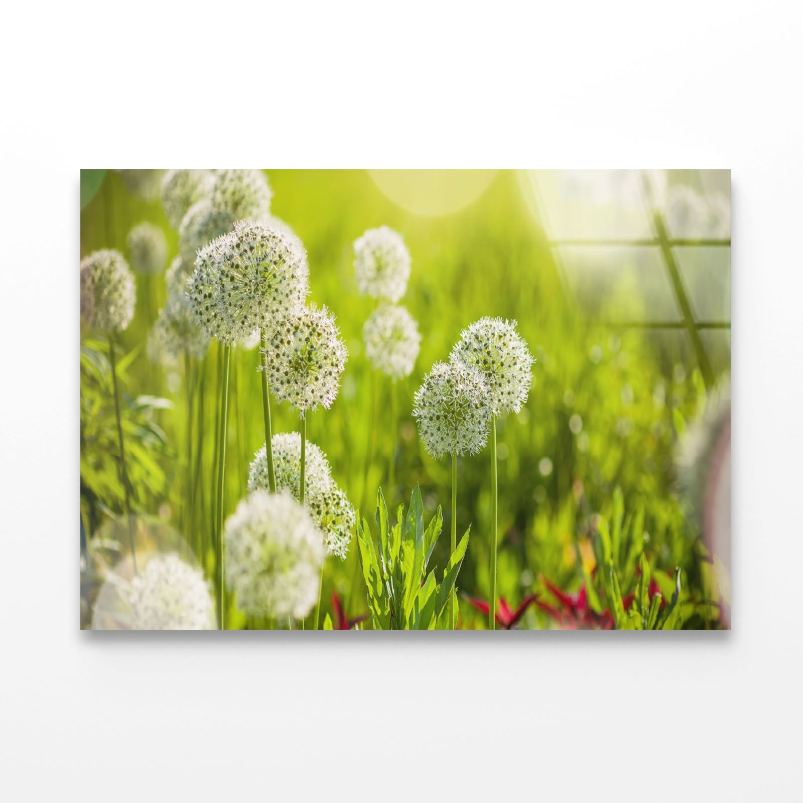 Beautiful White Allium Circular Acrylic Glass Print Tempered Glass Wall Art 100% Made in Australia Ready to Hang