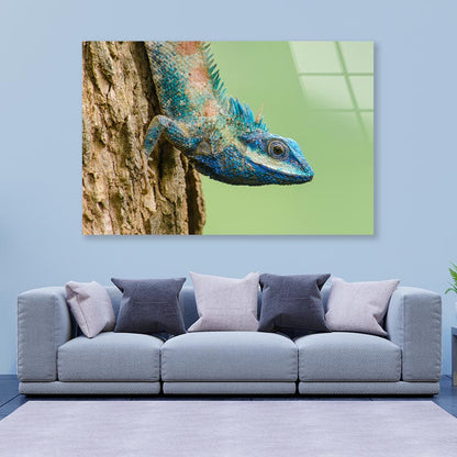 Lue Lizard with Big Eyes in Closed Up Details, Acrylic Glass Print Tempered Glass Wall Art 100% Made in Australia Ready to Hang