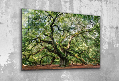 Angel Oak Tree Garden UV Direct Aluminum Print Australian Made Quality