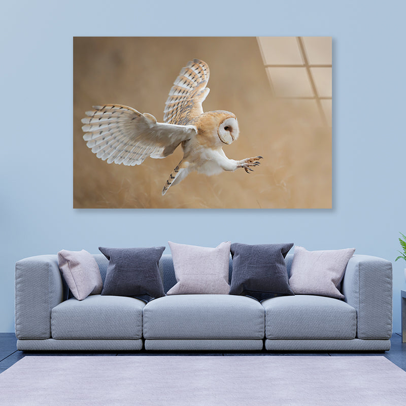 White & Beige Barn Owl Flying Acrylic Glass Print Tempered Glass Wall Art 100% Made in Australia Ready to Hang