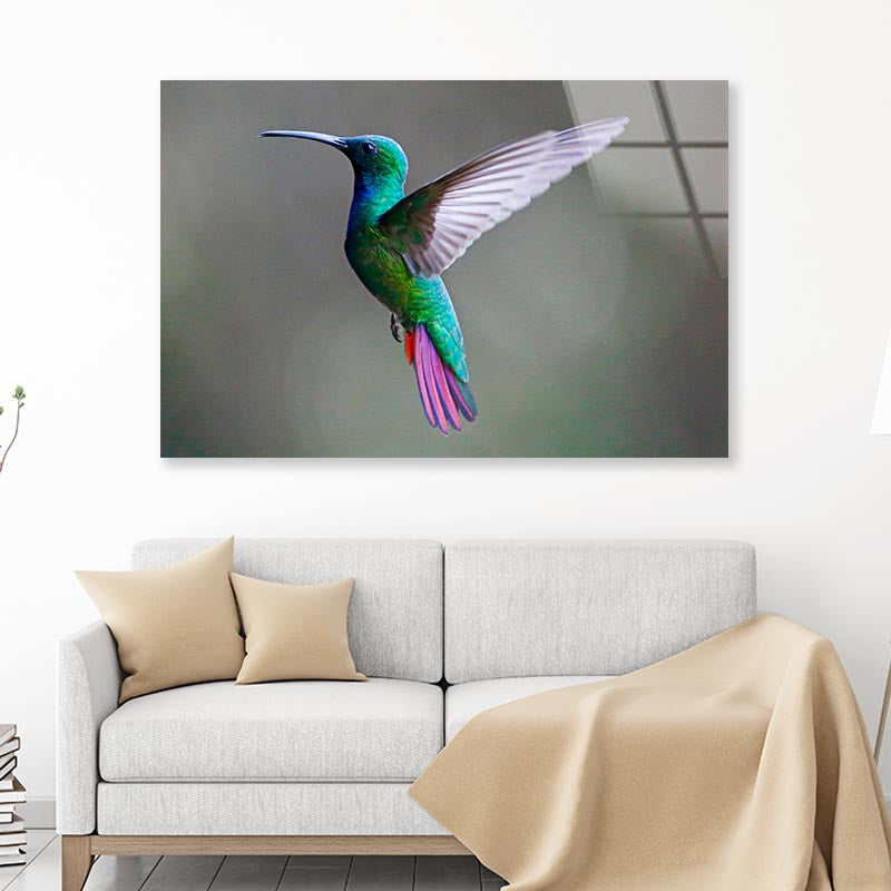 Green-Breasted Mango Female  Acrylic Glass Print Tempered Glass Wall Art 100% Made in Australia Ready to Hang - Bella Home Decor