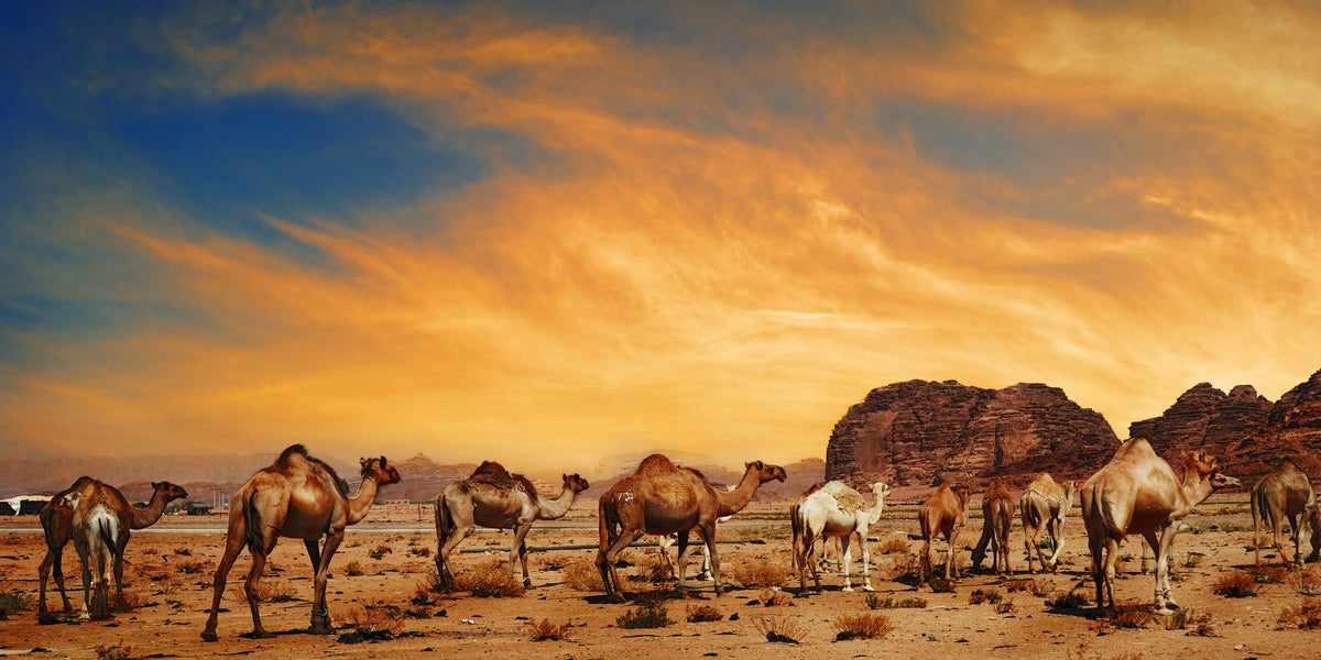 Desert Camel Caravan Sunset Dunes Landscape Wall Art Canvas Office Home Framed 120x60cm - Bella Home Decor
