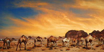 Desert Camel Caravan Sunset Dunes Landscape Wall Art Canvas Office Home Framed 120x60cm - Bella Home Decor