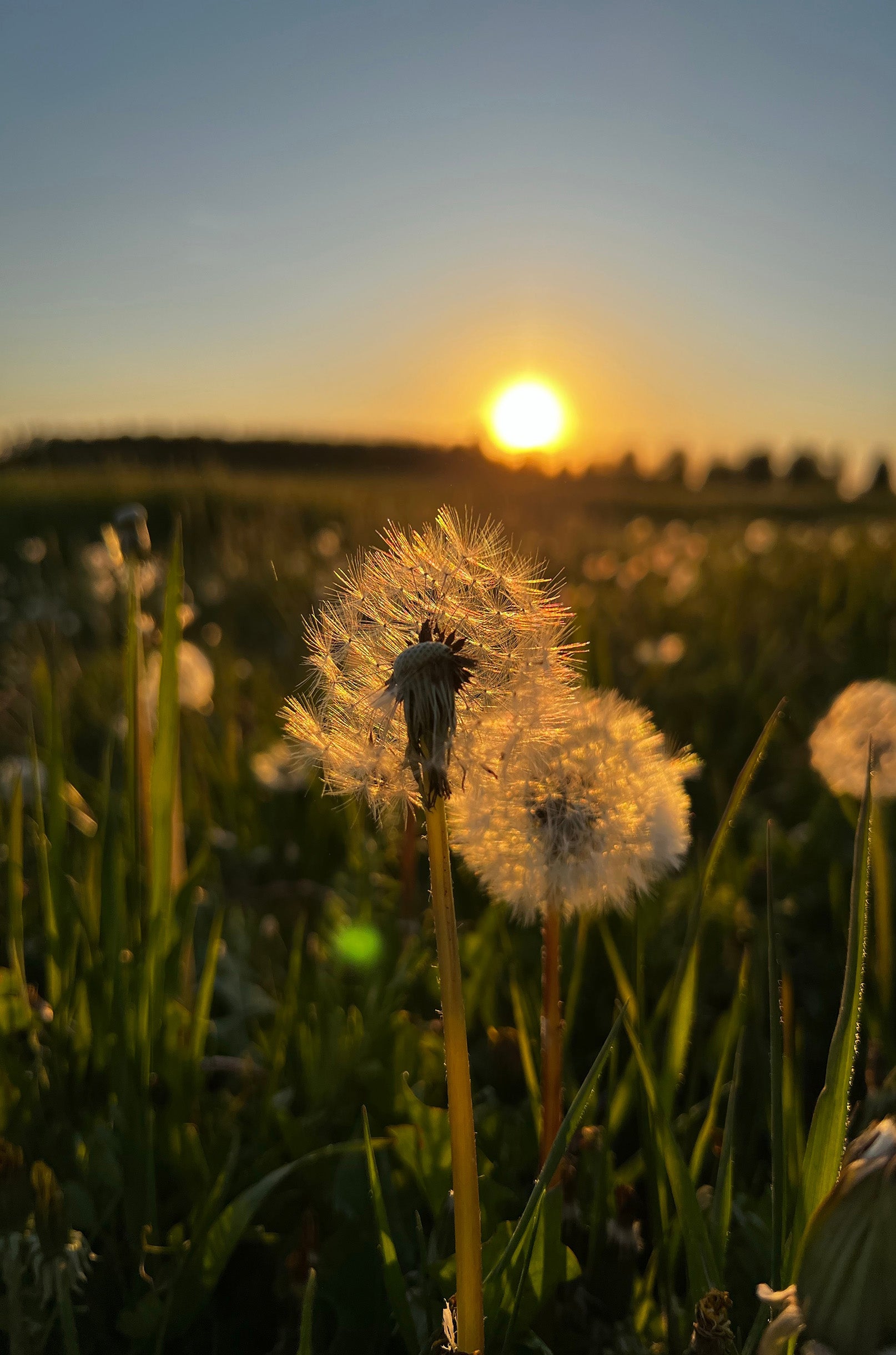 Dandelion Flower Fused With Sunset 60x90cm Metal Print Ready to Hang - Bella Home Decor
