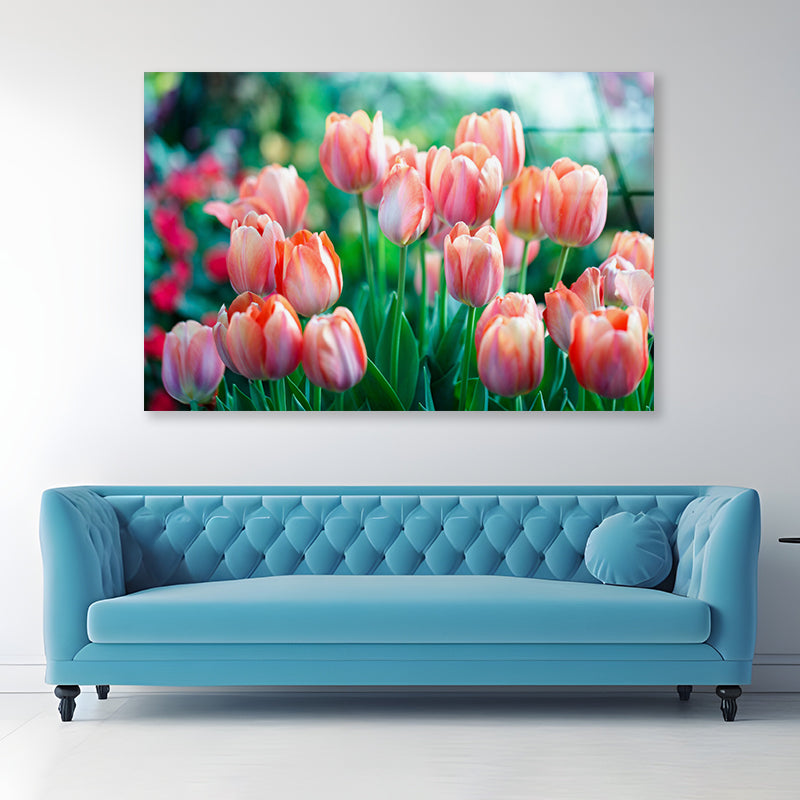 A Group of Pink Lady Tulip Flowers Blooming Acrylic Glass Print Tempered Glass Wall Art 100% Made in Australia Ready to Hang