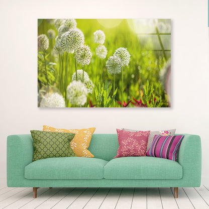 Beautiful White Allium Circular Acrylic Glass Print Tempered Glass Wall Art 100% Made in Australia Ready to Hang