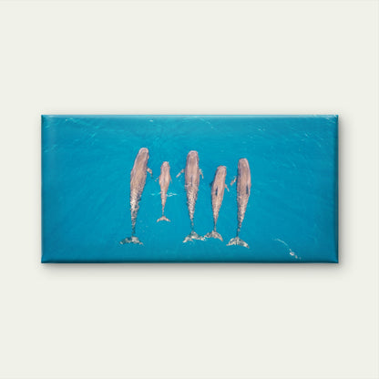 Aerial Dolphin Pod Australia Wall Art Canvas Office Home Room Framed 120x60cm