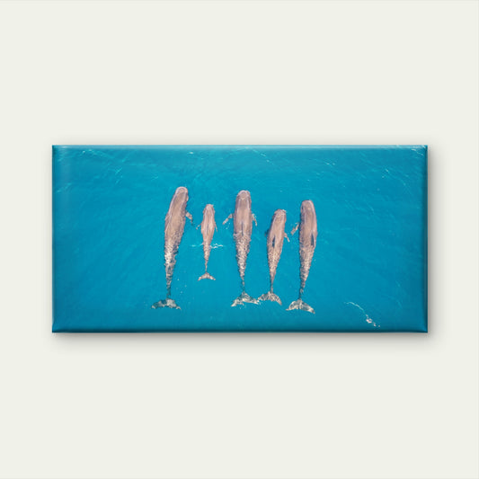 Aerial Dolphin Pod Australia Wall Art Canvas Office Home Room Framed 120x60cm