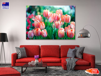 A Group of Pink Lady Tulip Flowers Blooming Print 100% Australian Made