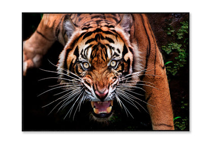 Wild Tiger Face Closeup Home Decor Premium Quality Poster Print Choose Your Sizes