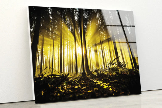Dark Forest & Sunrays UV Direct Aluminum Print Australian Made Quality