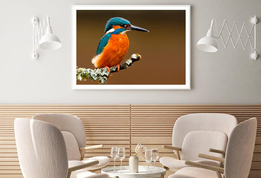 Brightly Colored Kingfisher on A Lichen Cover Branch Isolated on A Natural Brown Background Home Decor Premium Quality Poster Print Choose Your Sizes