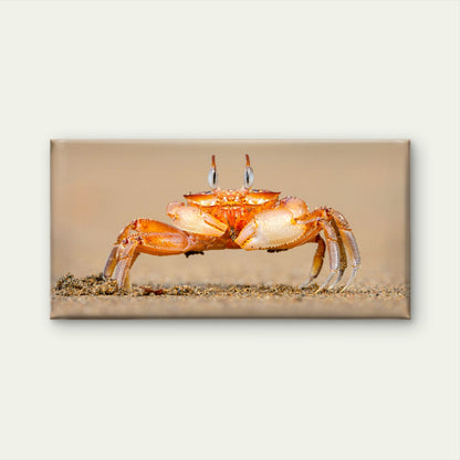 Horned Ghost Crab on a Beach Wall Art Canvas Office Home Room Framed 120x60cm