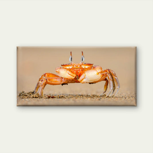 Horned Ghost Crab on a Beach Wall Art Canvas Office Home Room Framed 120x60cm