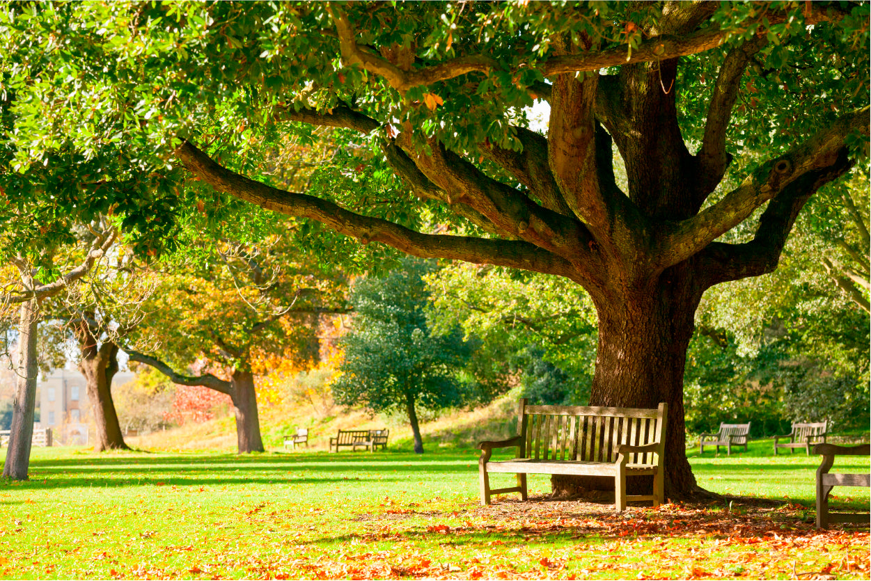 Kew Gardens Park Home Decor Premium Quality Poster Print Choose Your Sizes