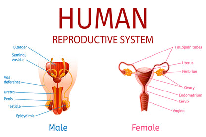 Male & Female Genitals, Labelled Components Home Decor Premium Quality Poster Print Choose Your Sizes