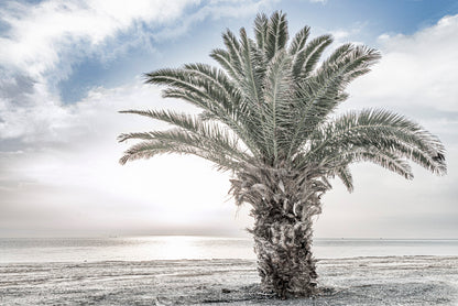 Date Tree near Sea Faded Photograph Glass Framed Wall Art, Ready to Hang Quality Print