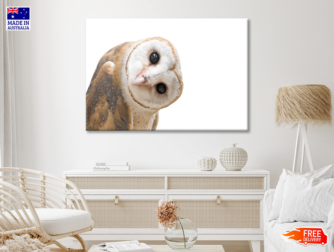 White and Brown Barn Owl Resting Print 100% Australian Made