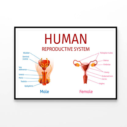 Male & Female Genitals, Labelled Components Home Decor Premium Quality Poster Print Choose Your Sizes