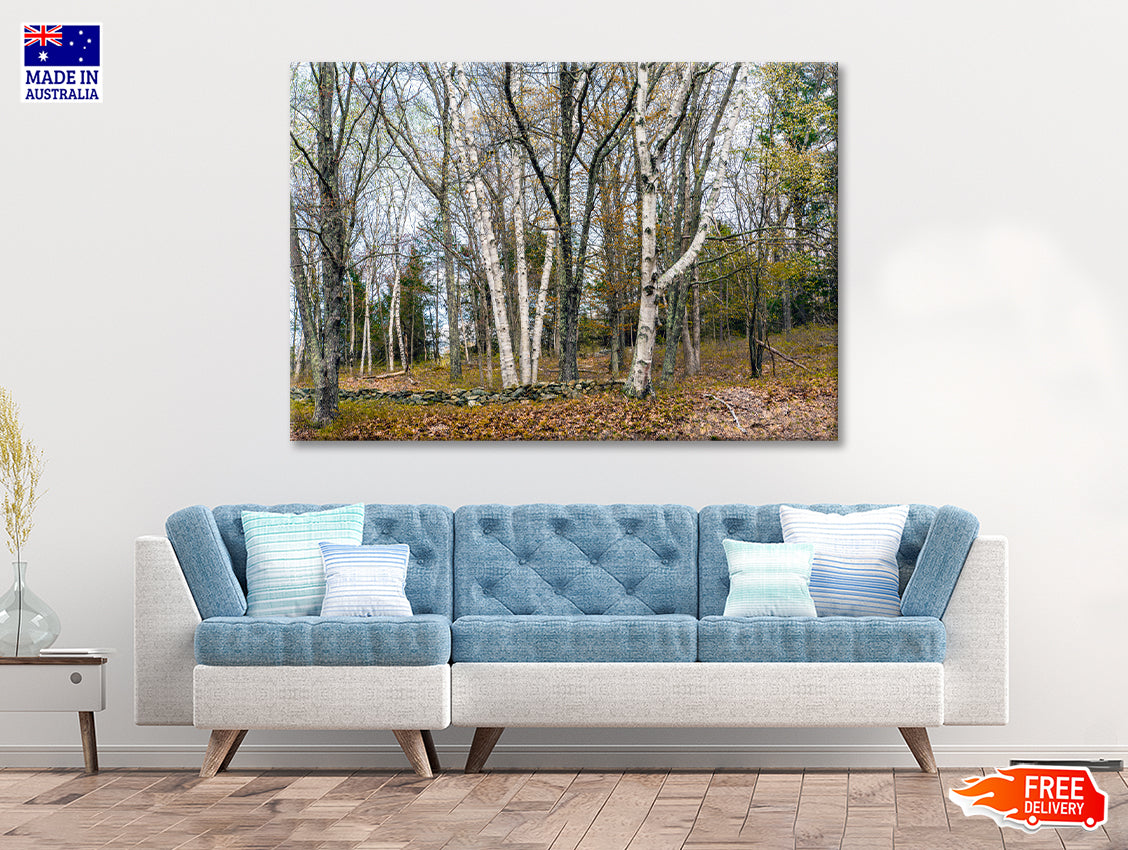 A Forest of Deciduous Trees in autumn Print 100% Australian Made