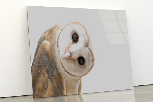 White and Brown Barn Owl Resting Acrylic Glass Print Tempered Glass Wall Art 100% Made in Australia Ready to Hang