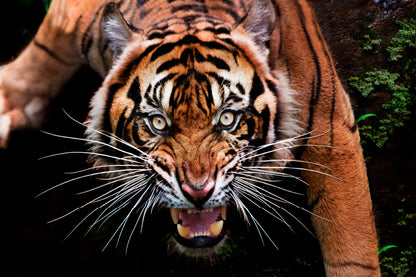 Wild Tiger Face Closeup  Acrylic Glass Print Tempered Glass Wall Art 100% Made in Australia Ready to Hang - Bella Home Decor