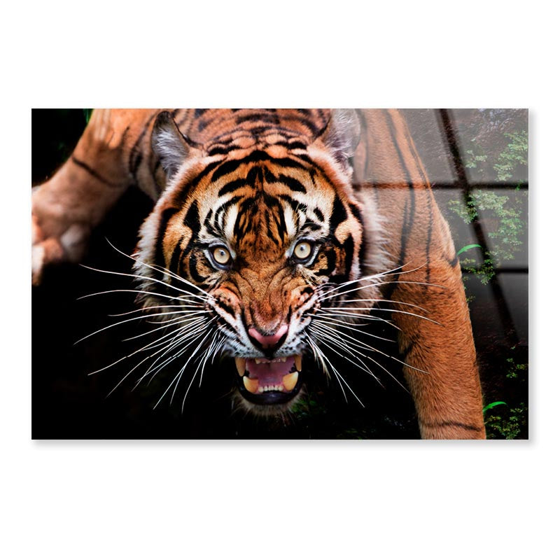 Wild Tiger Face Closeup  Acrylic Glass Print Tempered Glass Wall Art 100% Made in Australia Ready to Hang - Bella Home Decor