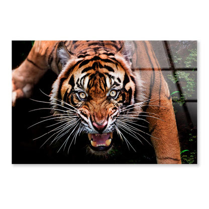Wild Tiger Face Closeup  Acrylic Glass Print Tempered Glass Wall Art 100% Made in Australia Ready to Hang - Bella Home Decor
