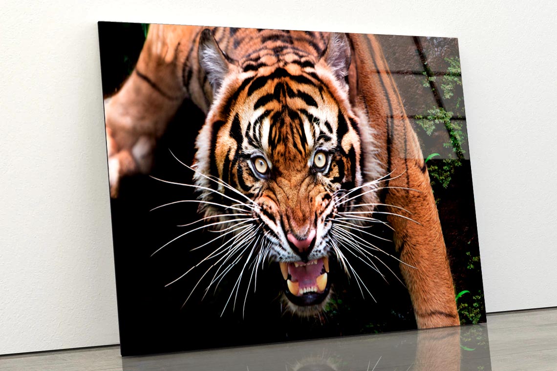 Wild Tiger Face Closeup  Acrylic Glass Print Tempered Glass Wall Art 100% Made in Australia Ready to Hang - Bella Home Decor