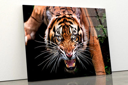 Wild Tiger Face Closeup  Acrylic Glass Print Tempered Glass Wall Art 100% Made in Australia Ready to Hang - Bella Home Decor