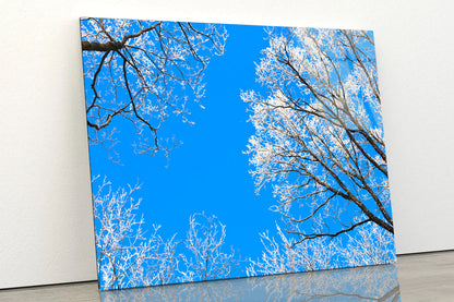 Frost on Tree Branches Acrylic Glass Print Tempered Glass Wall Art 100% Made in Australia Ready to Hang