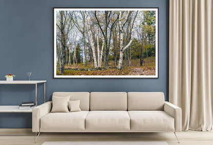A Forest of Deciduous Trees in autumn Home Decor Premium Quality Poster Print Choose Your Sizes - Bella Home Decor