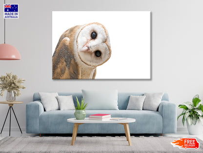 White and Brown Barn Owl Resting Print 100% Australian Made