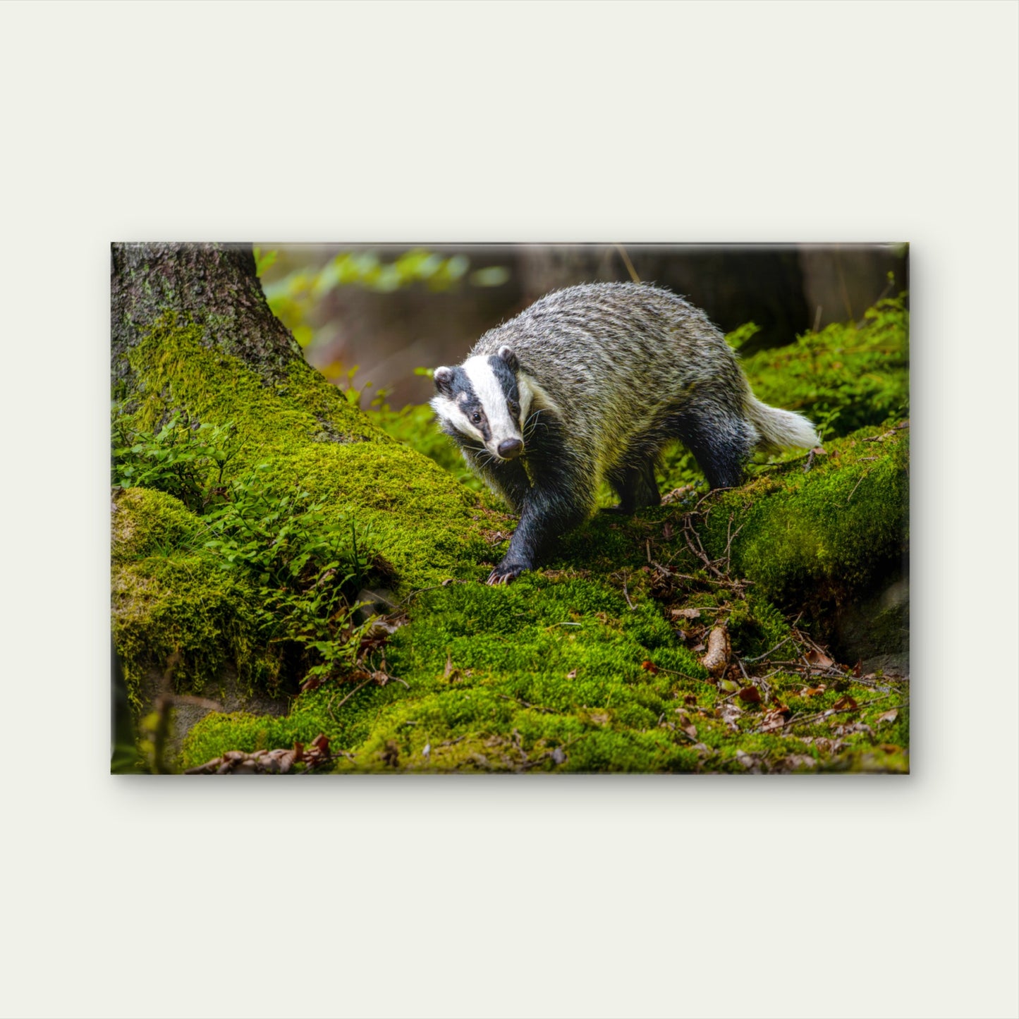 Black And White Striped European Badger Wall Art Decor 100% Australian Made