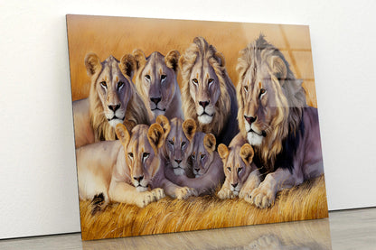 A Pride of Lions Resting Together In the Grasslands Acrylic Glass Print Tempered Glass Wall Art 100% Made in Australia Ready to Hang