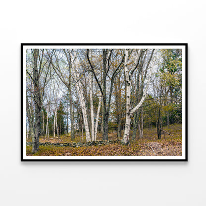 A Forest of Deciduous Trees in autumn Home Decor Premium Quality Poster Print Choose Your Sizes - Bella Home Decor