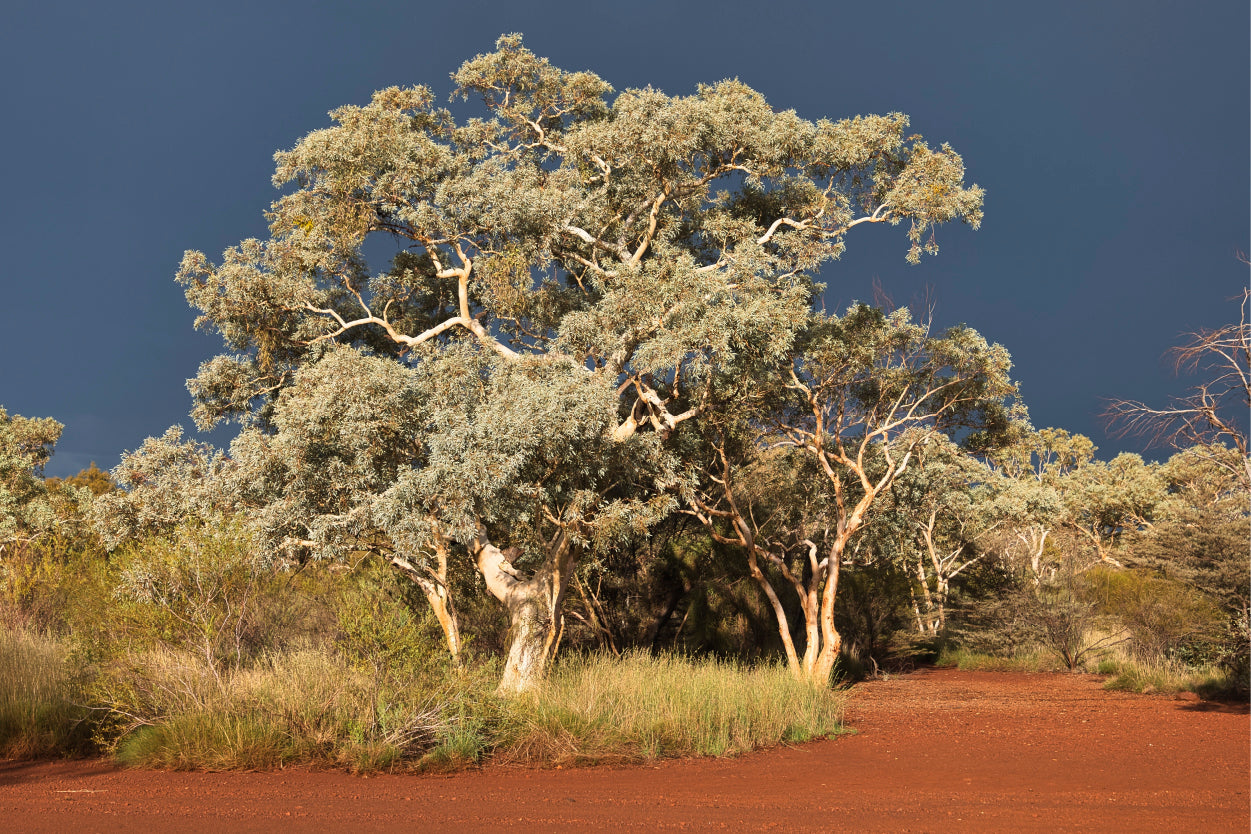 Ghost Gum Trees Karijini National Park Wall Art Decor 100% Australian Made