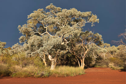 Ghost Gum Trees Karijini National Park Wall Art Decor 100% Australian Made
