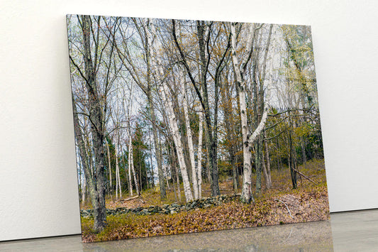 A Forest of Deciduous Trees in autumn Acrylic Glass Print Tempered Glass Wall Art 100% Made in Australia Ready to Hang