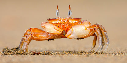 Horned Ghost Crab on a Beach Wall Art Canvas Office Home Room Framed 120x60cm