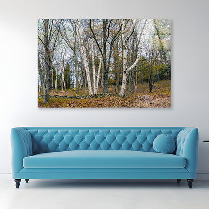 A Forest of Deciduous Trees in autumn Acrylic Glass Print Tempered Glass Wall Art 100% Made in Australia Ready to Hang