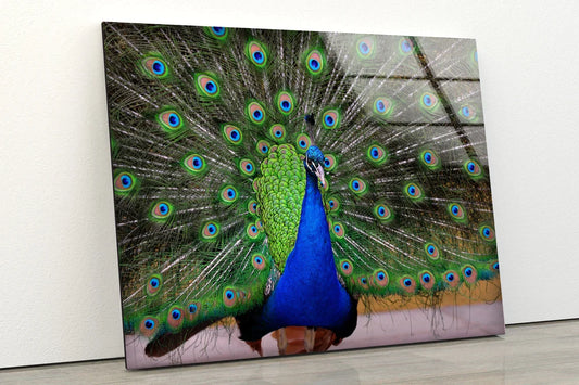 Colorful Peacock View UV Direct Aluminum Print Australian Made Quality