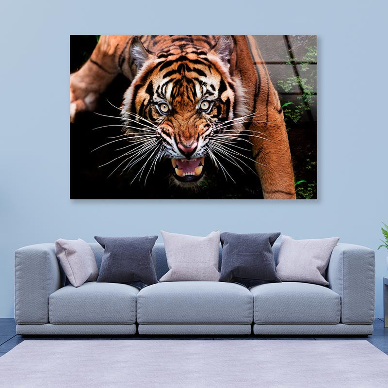 Wild Tiger Face Closeup  Acrylic Glass Print Tempered Glass Wall Art 100% Made in Australia Ready to Hang - Bella Home Decor