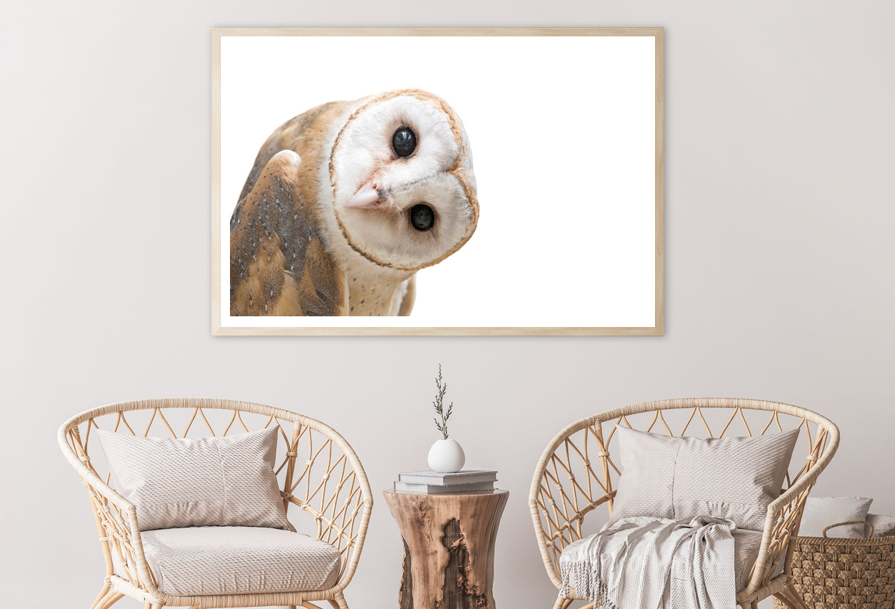 White and Brown Barn Owl Resting Home Decor Premium Quality Poster Print Choose Your Sizes