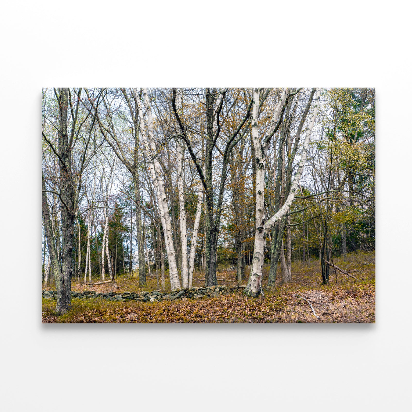 A Forest of Deciduous Trees in autumn Print 100% Australian Made